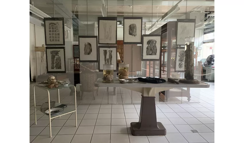 Museo Anatomico Leonetto Comparini