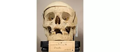 Museo Anatomico Leonetto Comparini