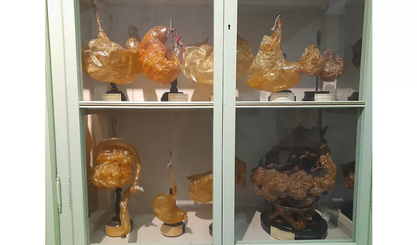 Museo Anatomico Leonetto Comparini