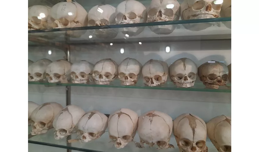 Museo Anatomico Leonetto Comparini