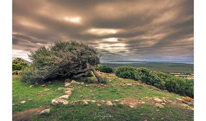 Parco Archeologico Monte Sirai