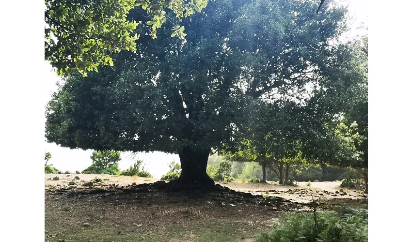 Area Archeologica di Sa Carcaredda