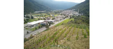 Parc des pétroglyphes Grosio-Grosotto