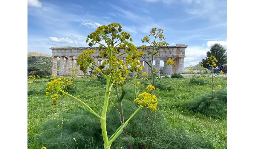 Archäologischer Park von Segesta