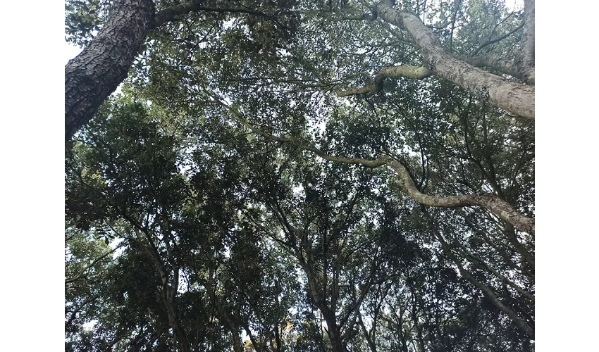 Parco Naturalistico Archeologico Sa Fogaia