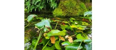 Jardim Botânico