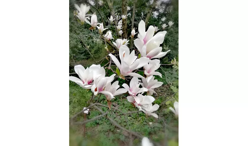 Jardin botanique