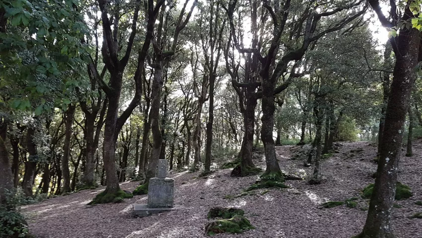 Bosco Sacro di Monteluco