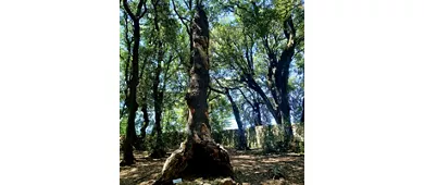 Bosco Sacro di Monteluco