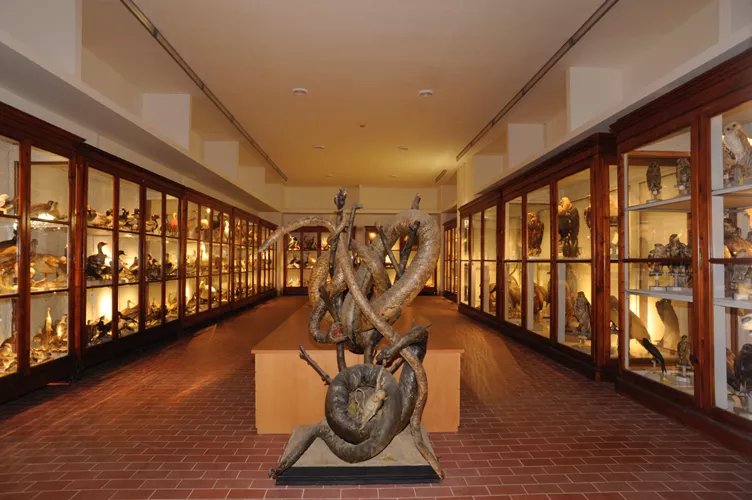 Galleria di Storia Naturale - CAMS