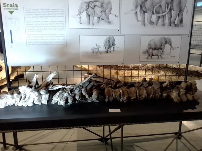 Museo Paleontologico Luigi Boldrini Pietrafitta