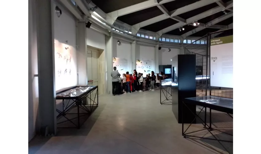 Museo Paleontologico Luigi Boldrini Pietrafitta