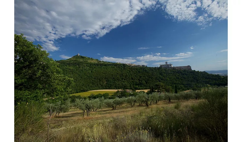 Der Wald des Heiligen Franziskus