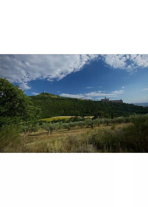 Der Wald des Heiligen Franziskus