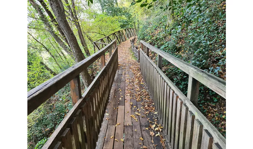Der Wald des Heiligen Franziskus