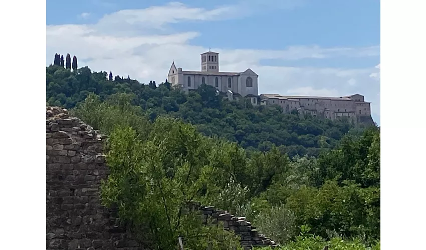 Der Wald des Heiligen Franziskus