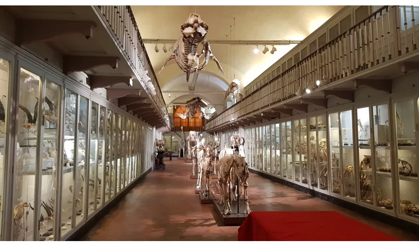 Naturkundemuseum – La Specola