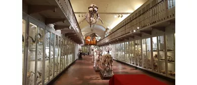 Naturkundemuseum – La Specola