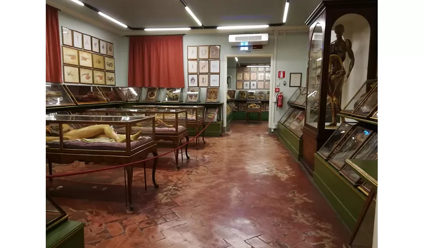 Museo Storia Naturale - La Specola