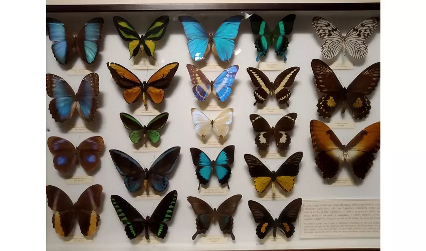 Naturkundemuseum – La Specola