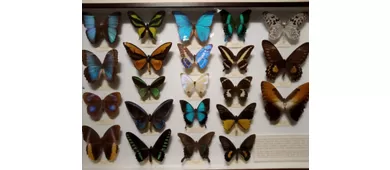 Naturkundemuseum – La Specola