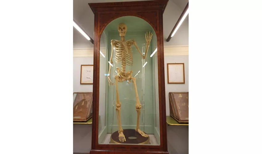 Naturkundemuseum – La Specola