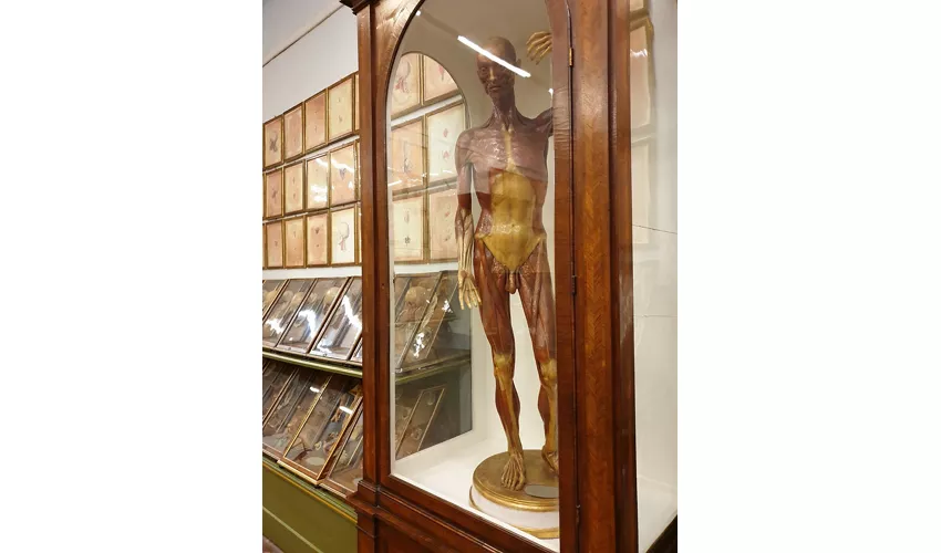 Naturkundemuseum – La Specola