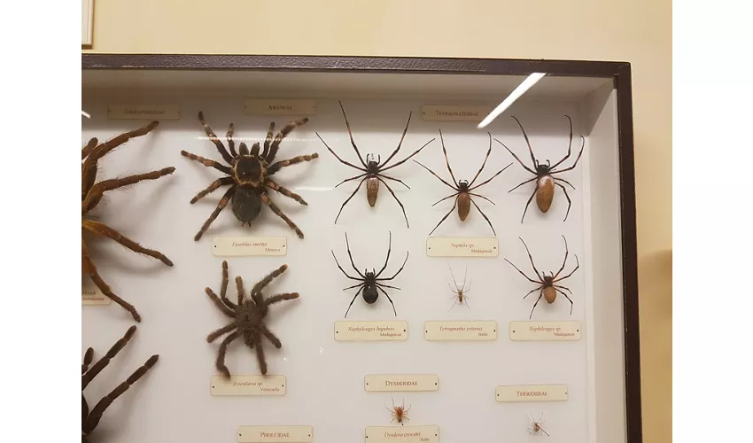 Naturkundemuseum – La Specola