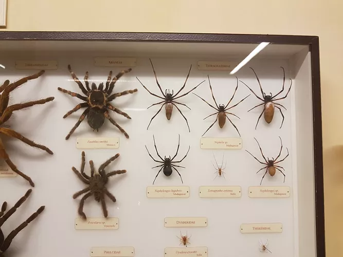 Museo Storia Naturale - La Specola