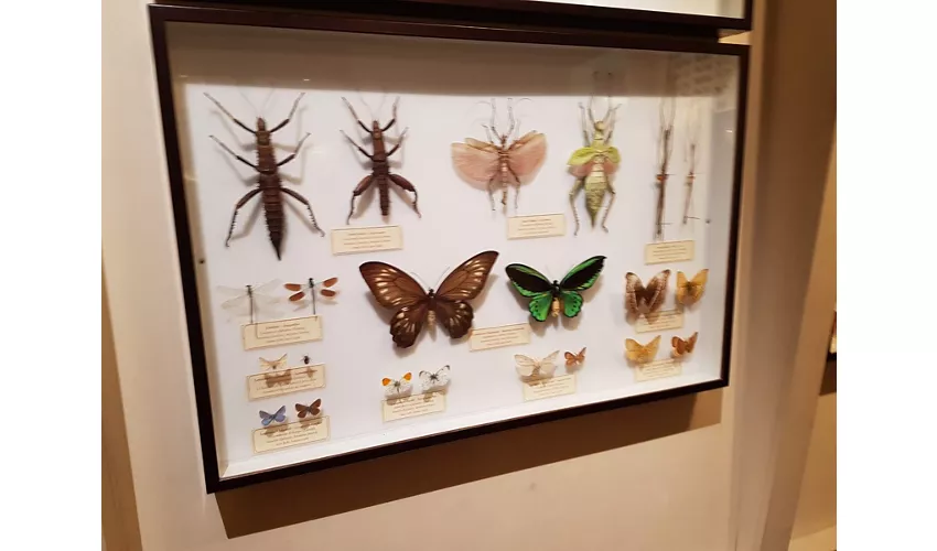 Naturkundemuseum – La Specola
