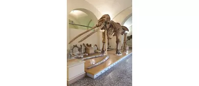 Museo di Storia Naturale - Università di Firenze