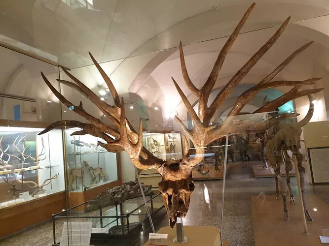 Museo di Geologia e Paleontologia - Università di Firenze