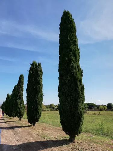 Villa dei Sette Bassi - Parco Archeologico dell'Appia Antica