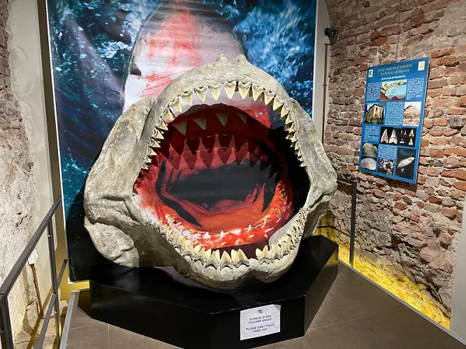 Museo Paleontologico Territoriale dell'Astigiano