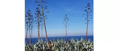 Resti di Villa Giulia