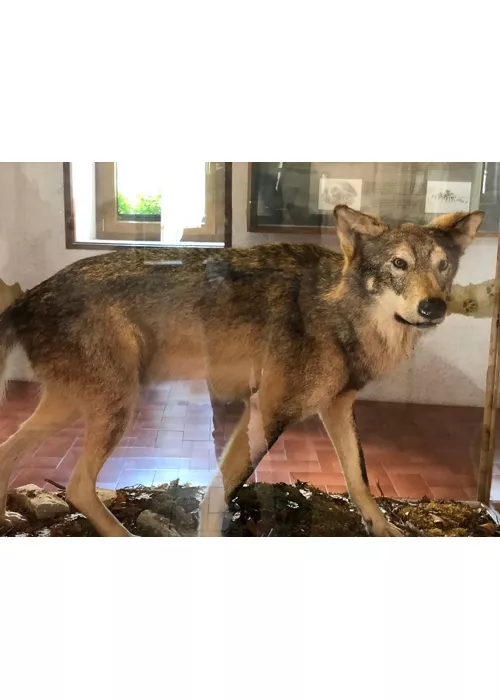 Wolfs-Besucherzentrum