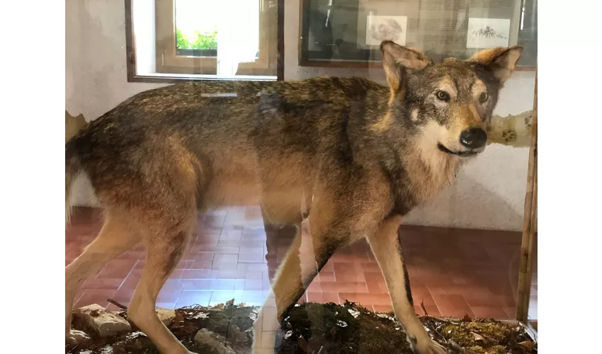 Centro de Visitantes del Lobo