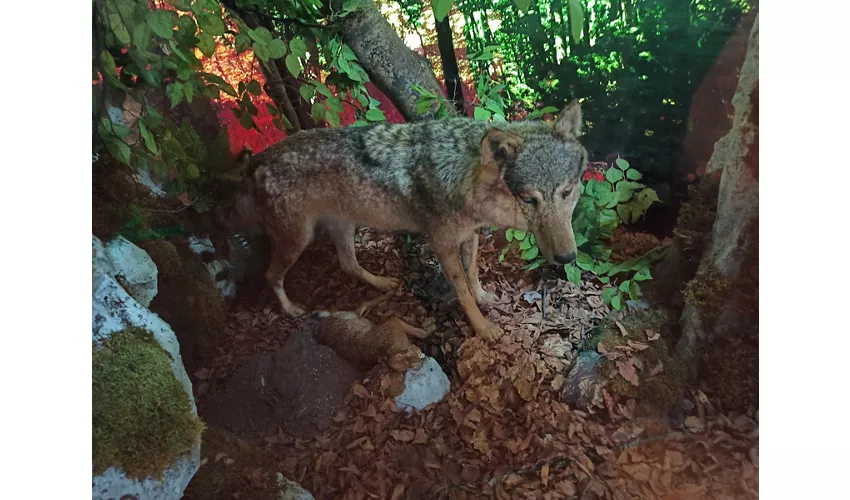 Wolfs-Besucherzentrum