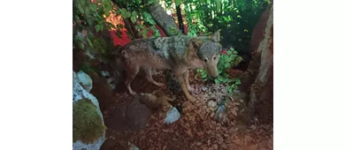 Wolfs-Besucherzentrum