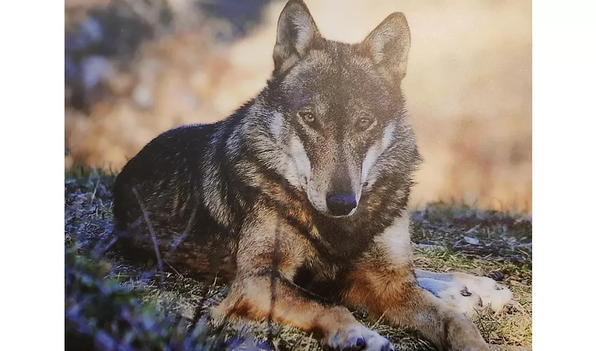 Wolfs-Besucherzentrum