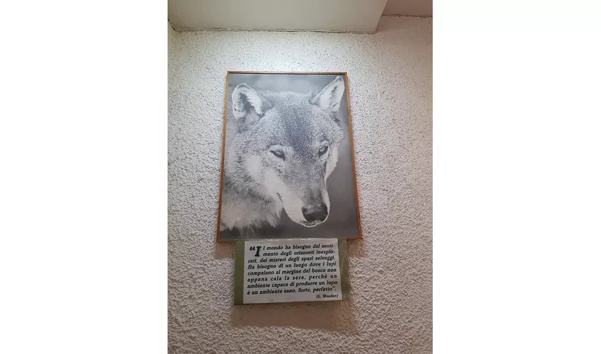 Wolfs-Besucherzentrum