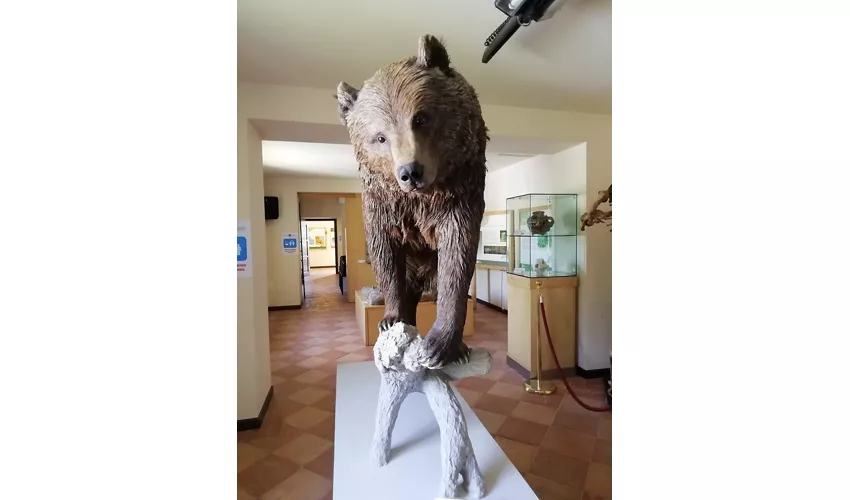 MOM - Musée de l'Ours marsicain