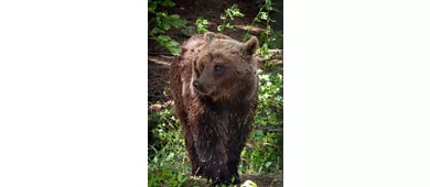 MOM-Museu do Urso Marsicano