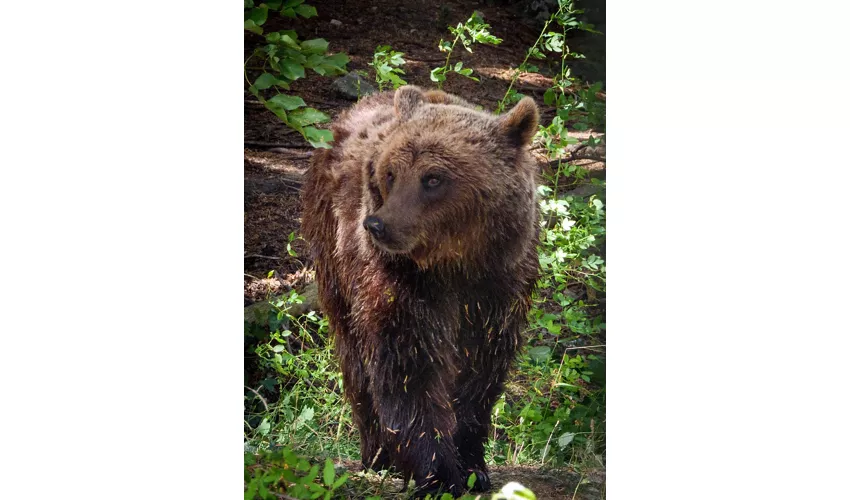 MOM - Musée de l'Ours marsicain