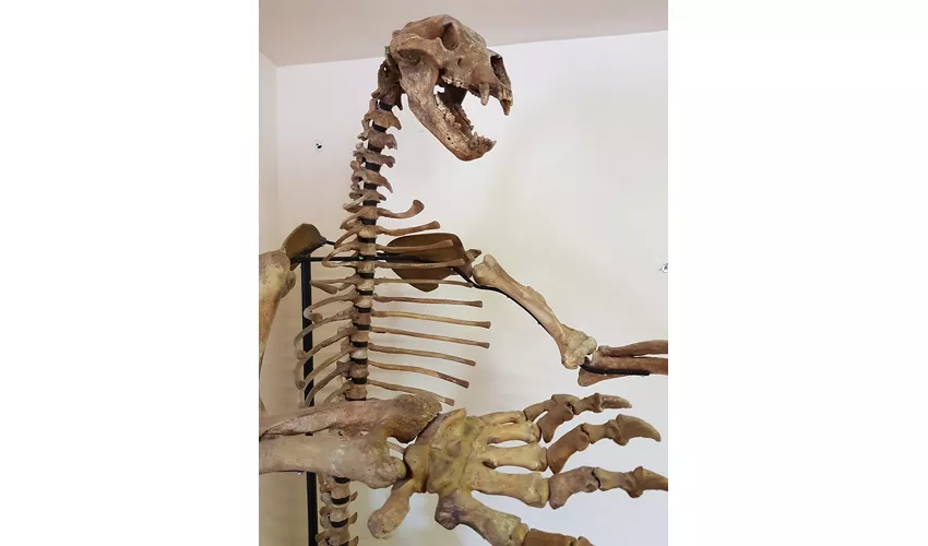 MOM-Museum des Marsischen Bären