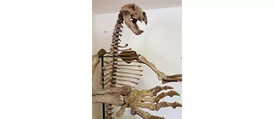 MOM-Museum des Marsischen Bären