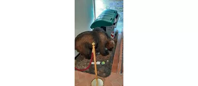 MOM-Museu do Urso Marsicano