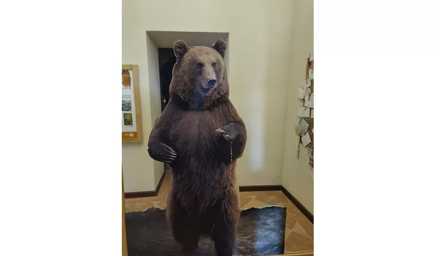 MOM - Musée de l'Ours marsicain