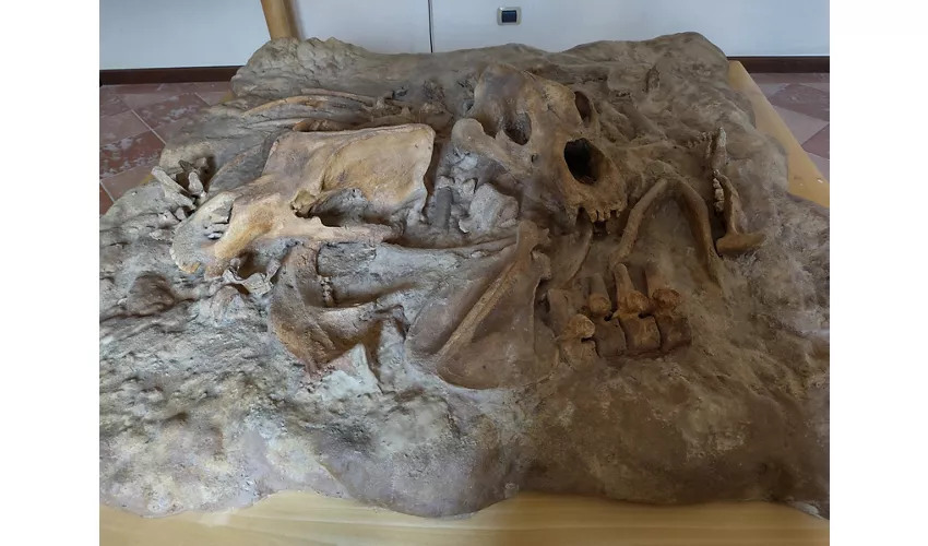 MOM-Museum des Marsischen Bären