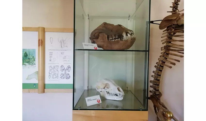 MOM - Musée de l'Ours marsicain